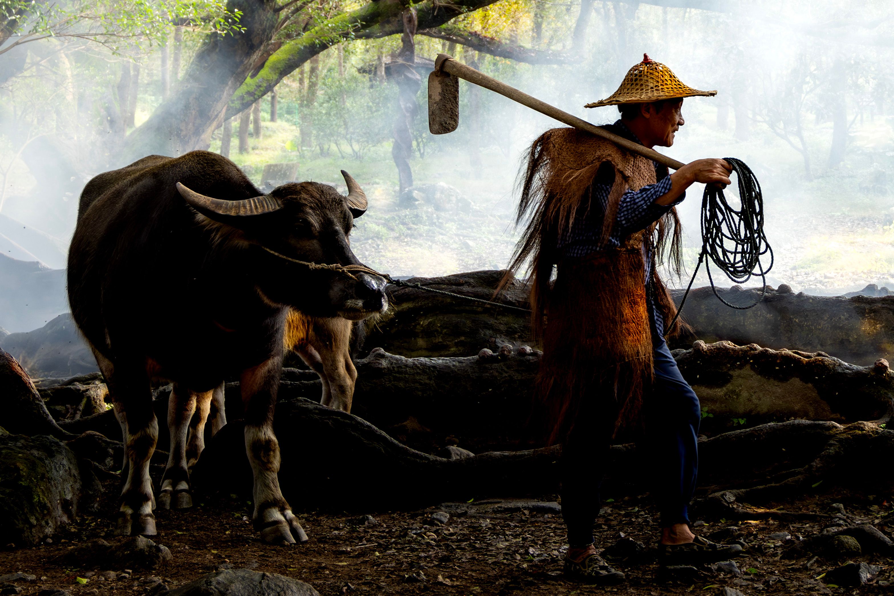 Farmer Leading Water Buffalo in Misty Forest · Free Stock Photo