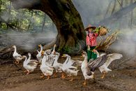 A smiling farmer in Asian attire herds geese through a misty forest path, embodying rural life.