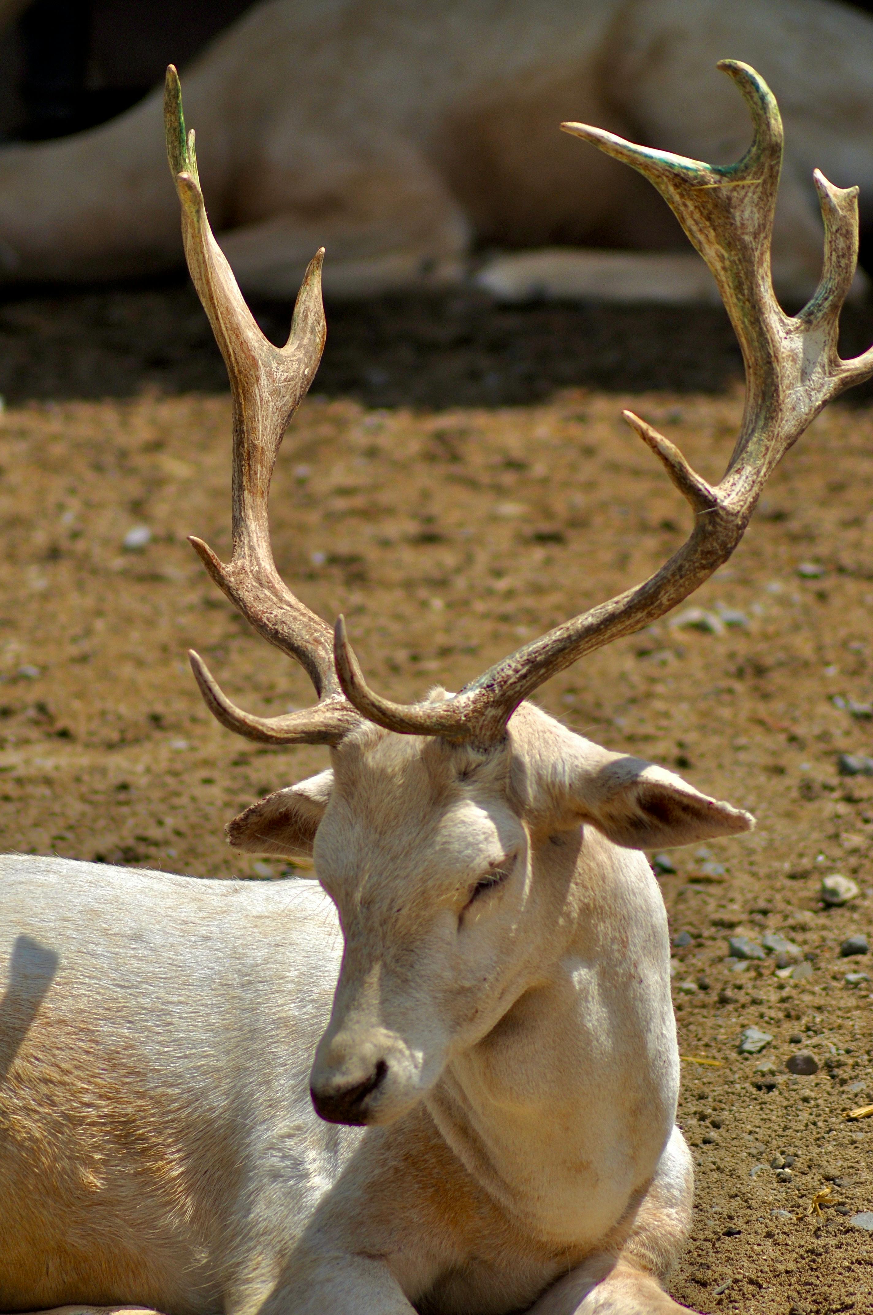 grátis Foto profissional grátis de amável, animais selvagens, animal Foto profissional
