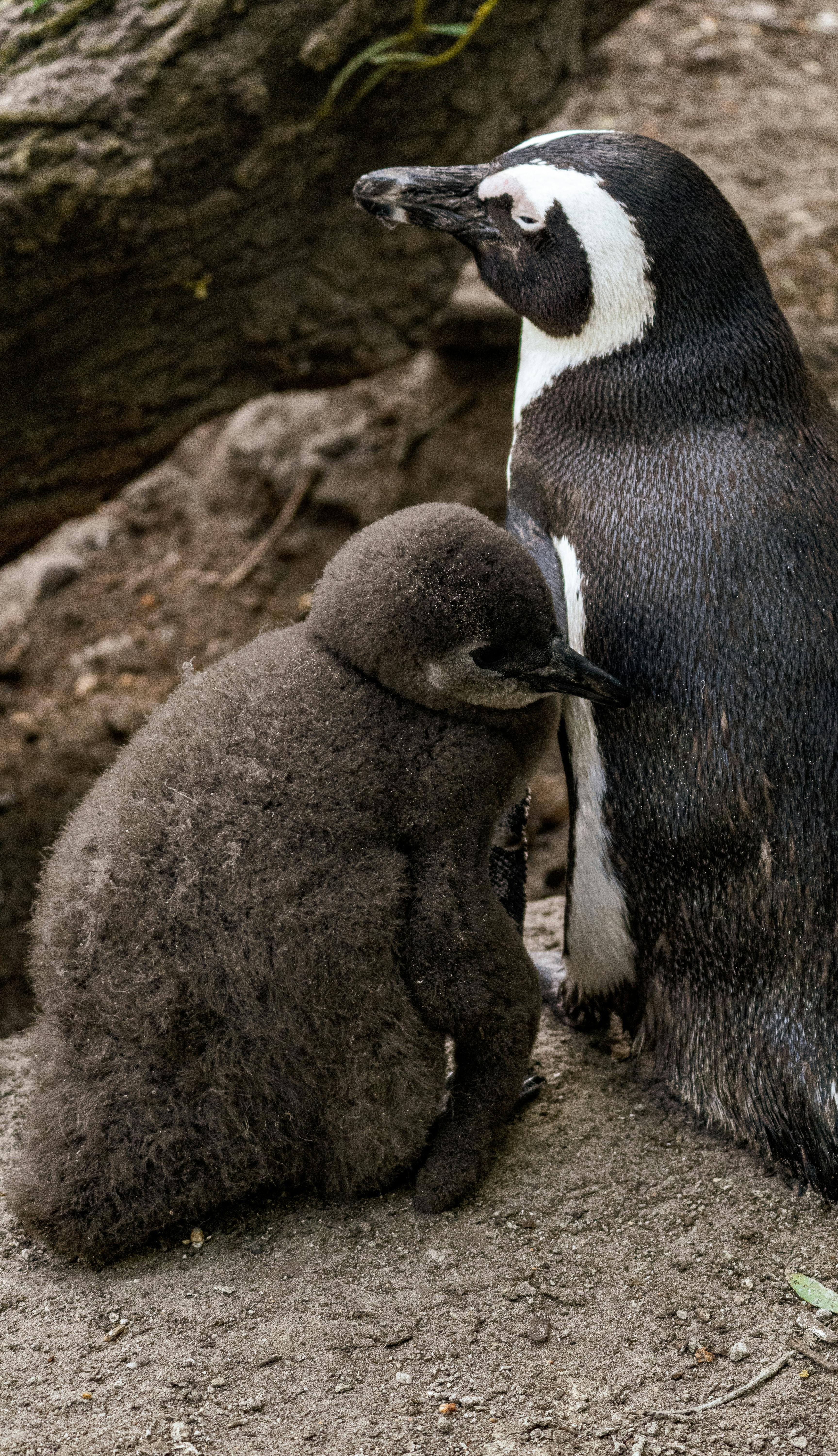 A Magellanic penguin with fluffy chick resting outdoors by a tree.