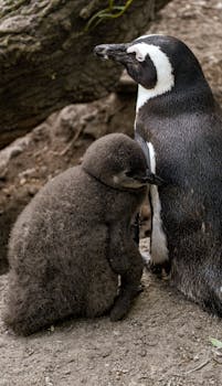 A Magellanic penguin with fluffy chick resting outdoors by a tree.