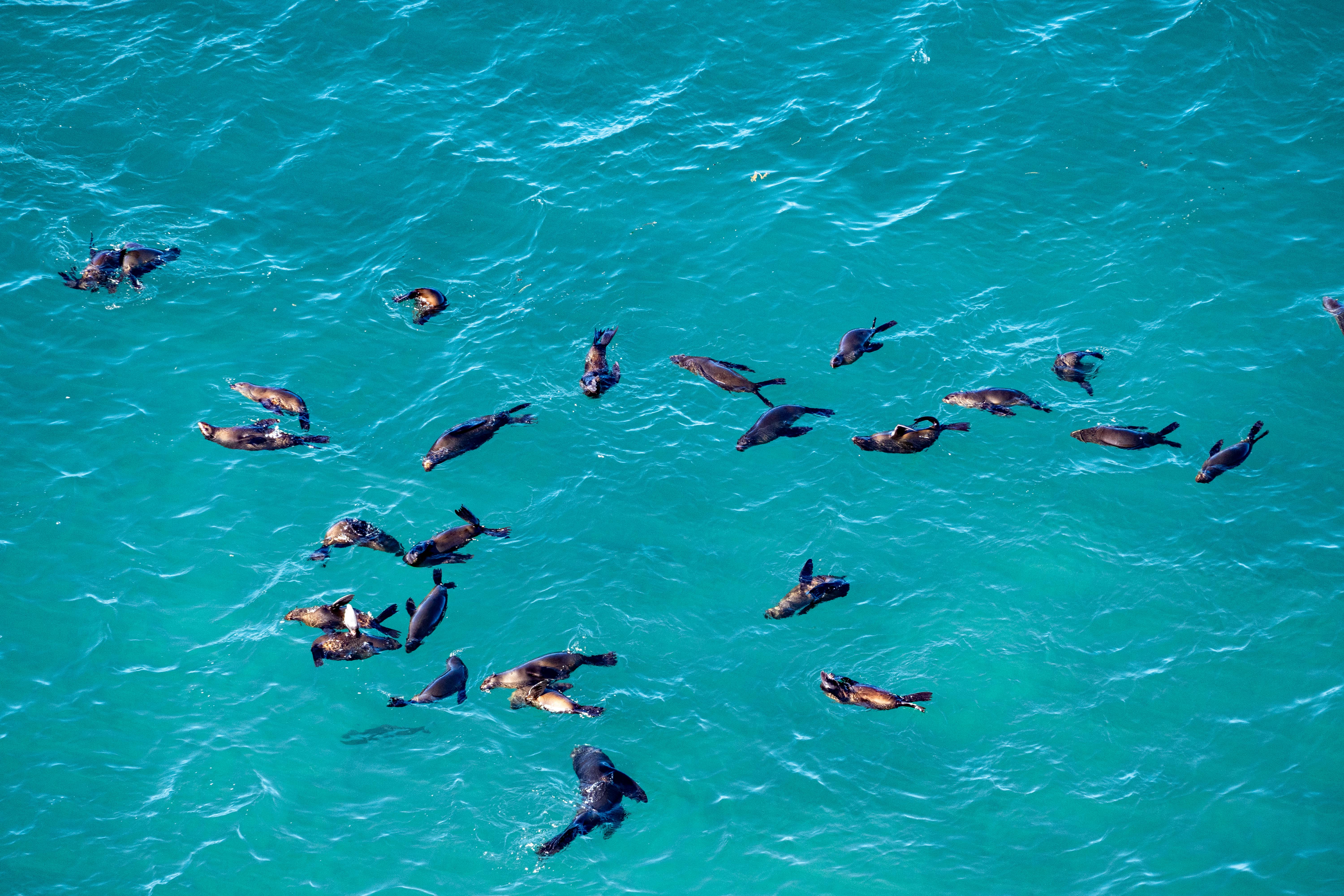 Ocean Plastic Pollution: The Ultimate Guide to Saving Our Seas