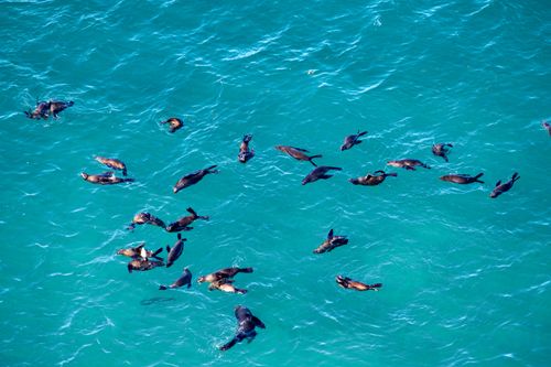 Free Aerial shot of a group of sea lions swimming in clear turquoise ocean water, showcasing marine wildlife. Stock Photo