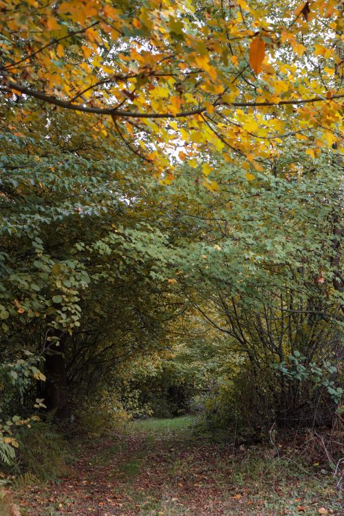 Free A serene forest path under vibrant fall leaves, ideal for nature and travel themes. Stock Photo