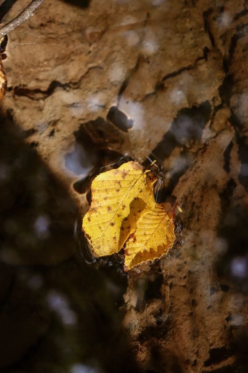 Free Close-up of yellow autumn leaves floating on a calm forest stream, casting shadows. Stock Photo