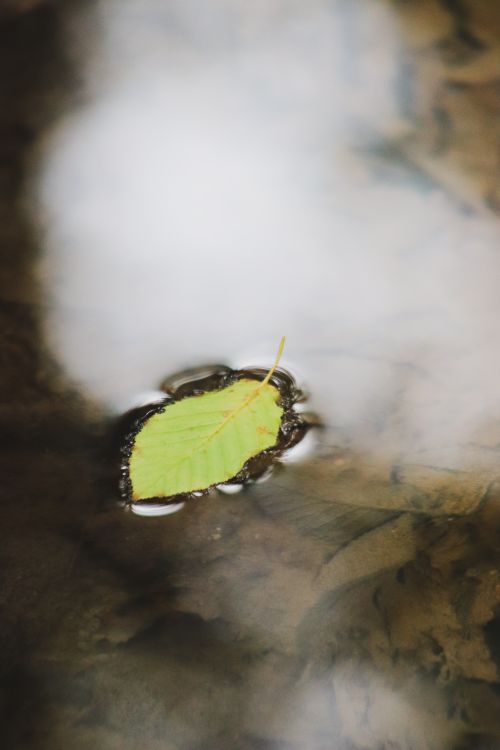 Free Serene image of a single green leaf gently floating on rippling water reflecting the sky. Stock Photo