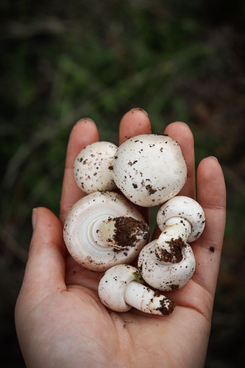 A hand holding freshly picked white mushrooms