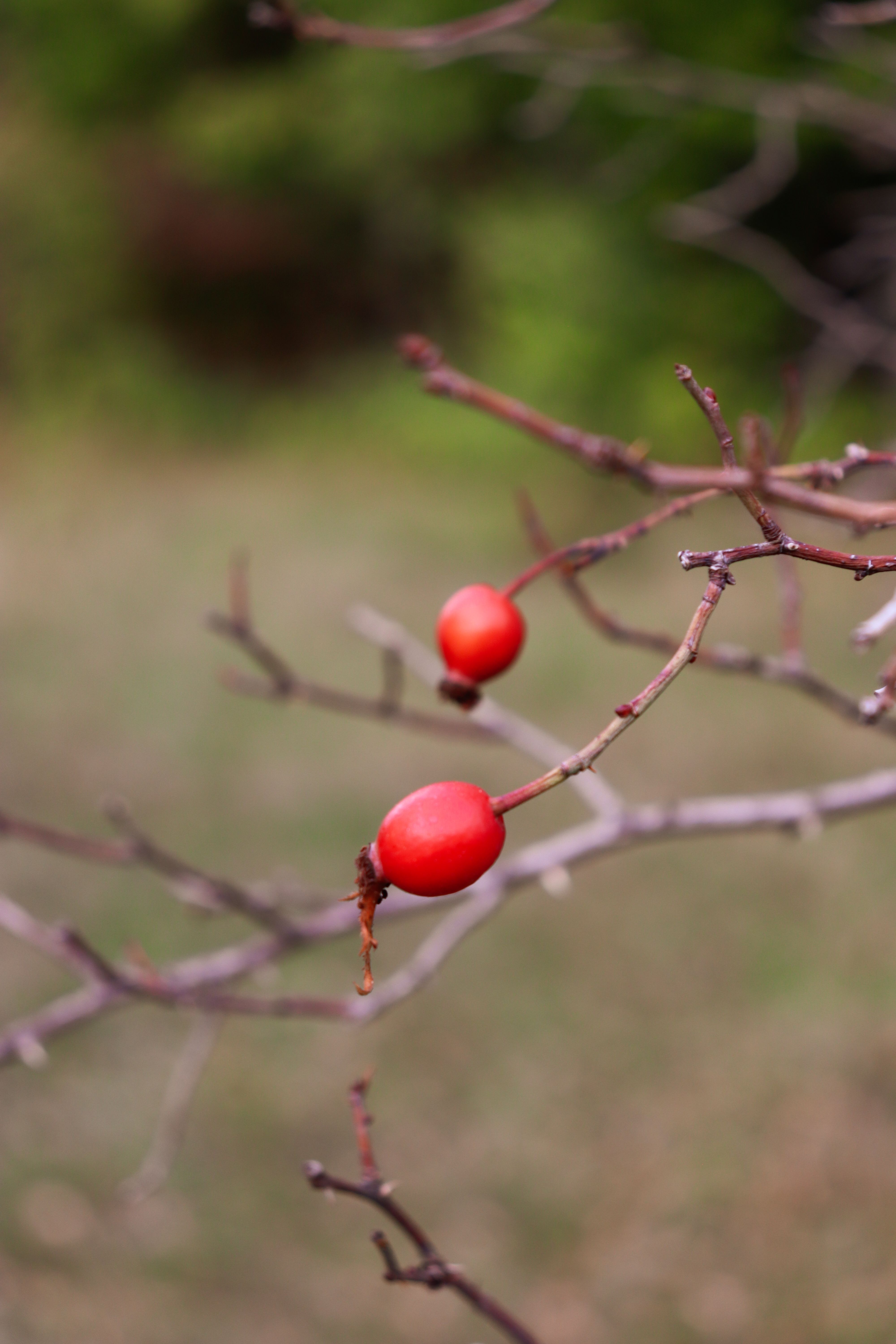 Close-up of Red Berries on Bare Branches · Free Stock Photo