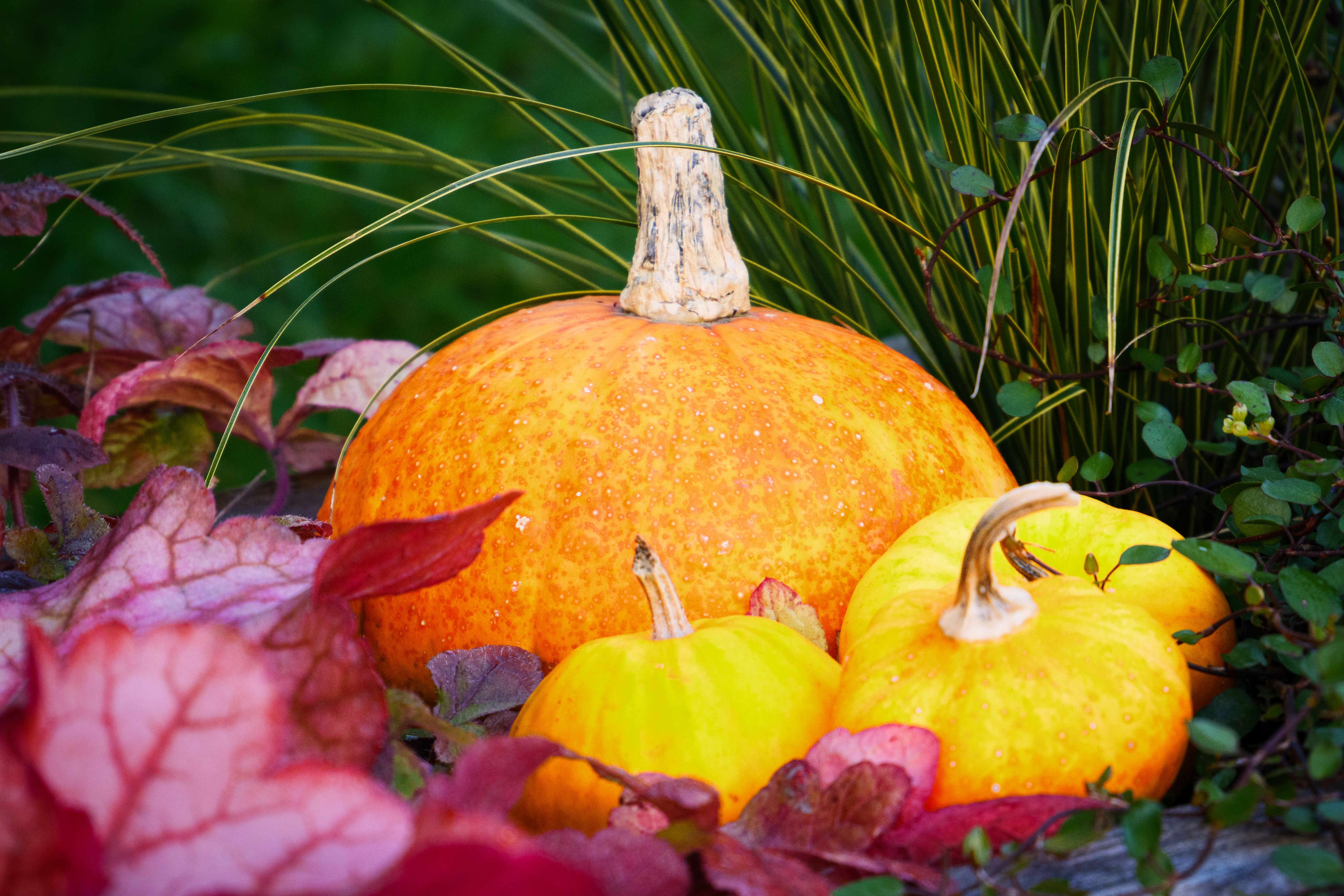 Autumn garden with colourful leaves
