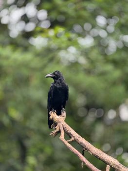 crow photo