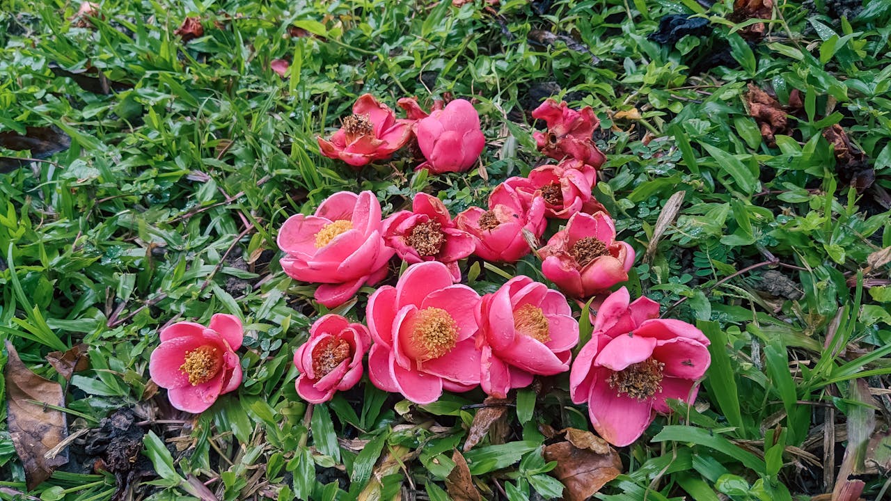 Chim lửa | Chương 30