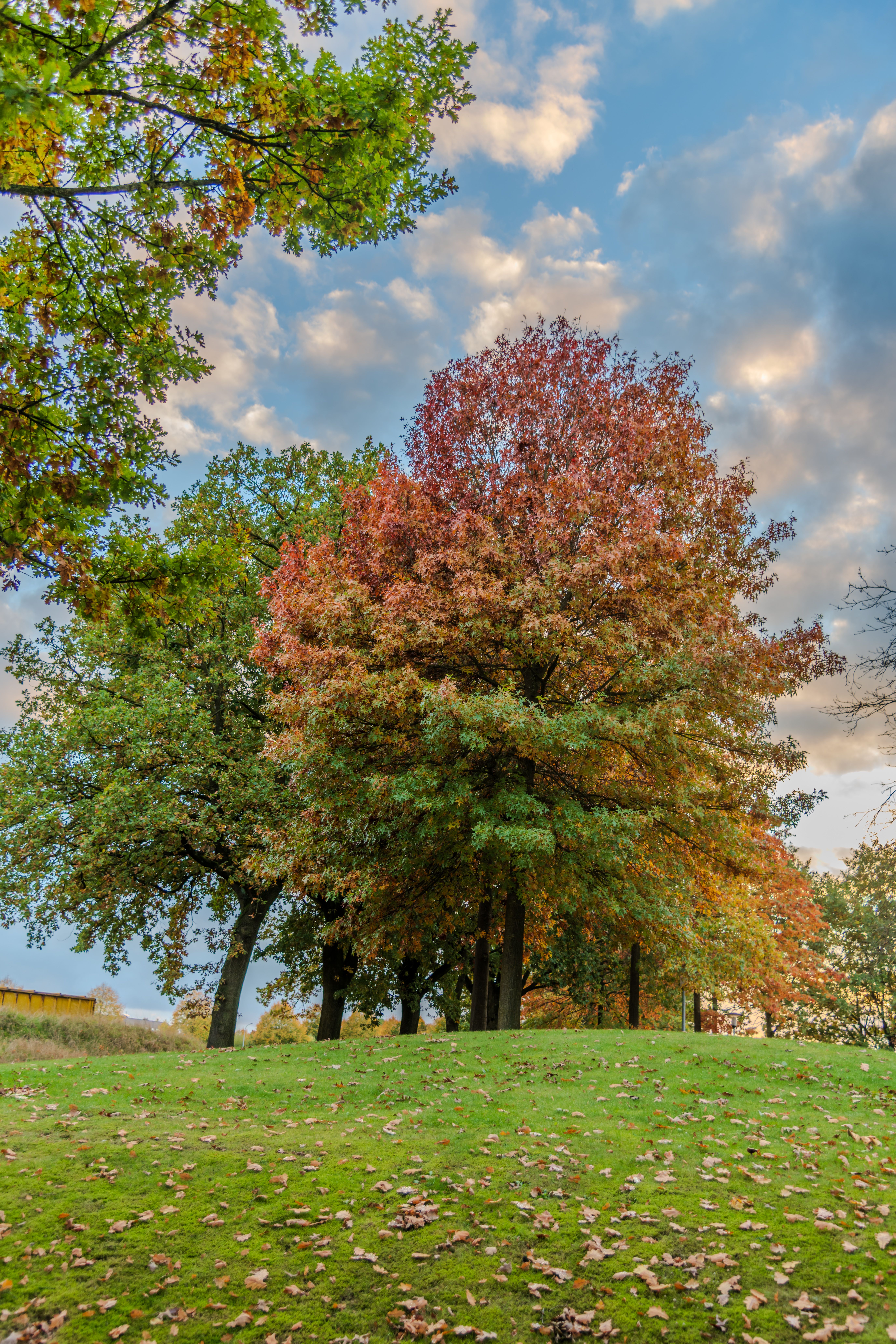 Colorful Autumn Trees in a Park Setting · Free Stock Photo