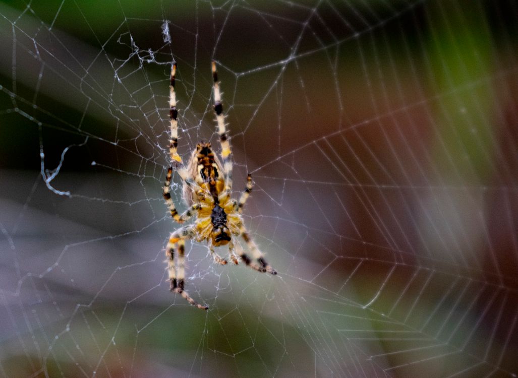 Close-up of a Spider on Its Intricate Web · Free Stock Photo