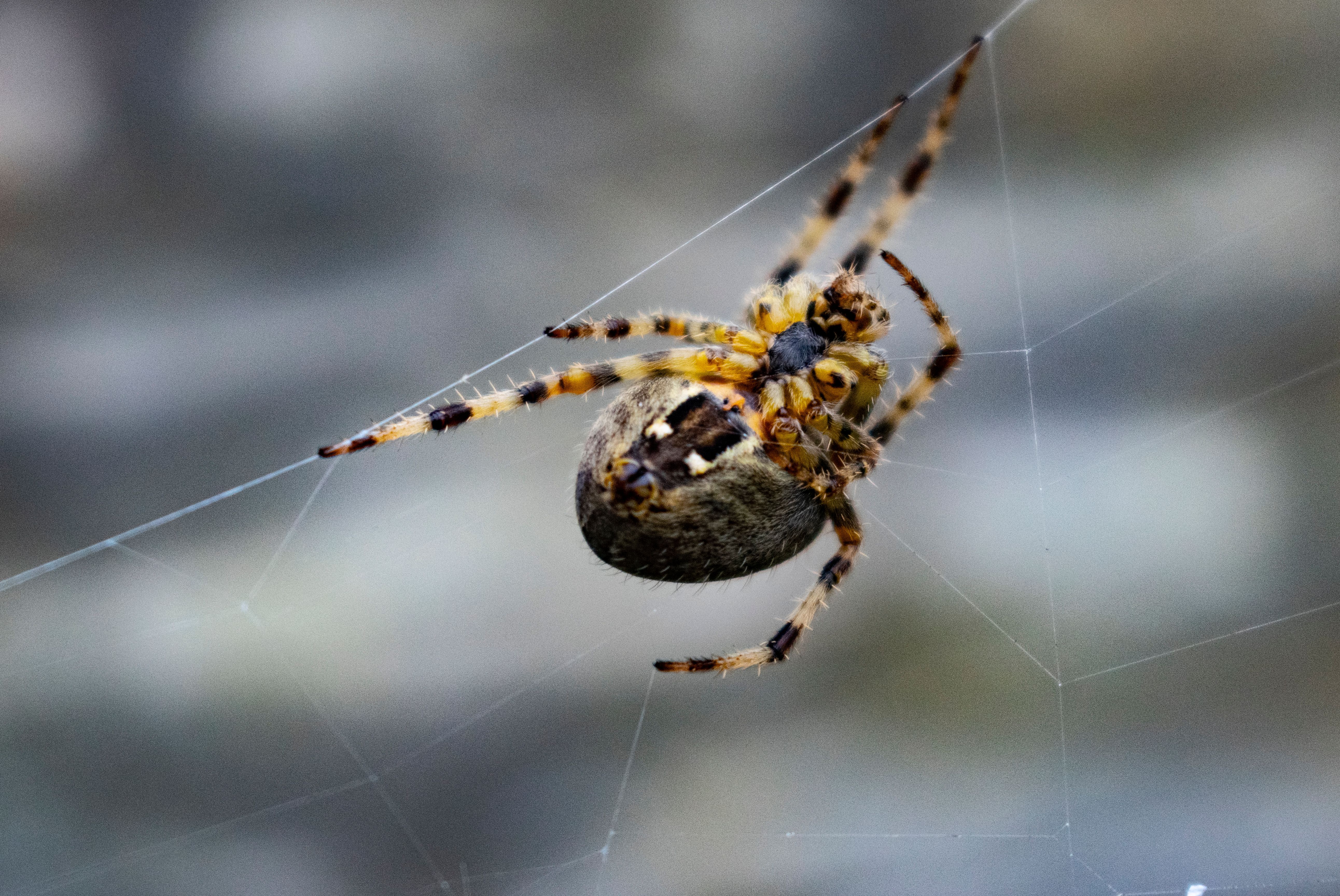 Close-up of a Garden Spider on a Web · Free Stock Photo