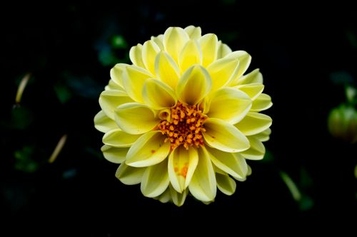 Free Close-up of a vibrant yellow dahlia flower against a dark background. Stock Photo