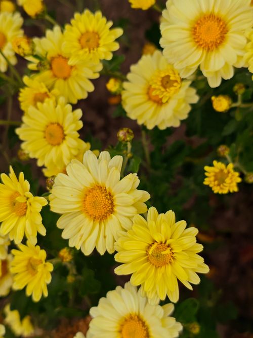 Free Close-up of vibrant yellow chrysanthemums, highlighting their fresh and lively appearance. Stock Photo