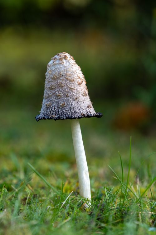 Free Detailed shot of an ink cap mushroom (Coprinus comatus) in a grass meadow during autumn. Stock Photo