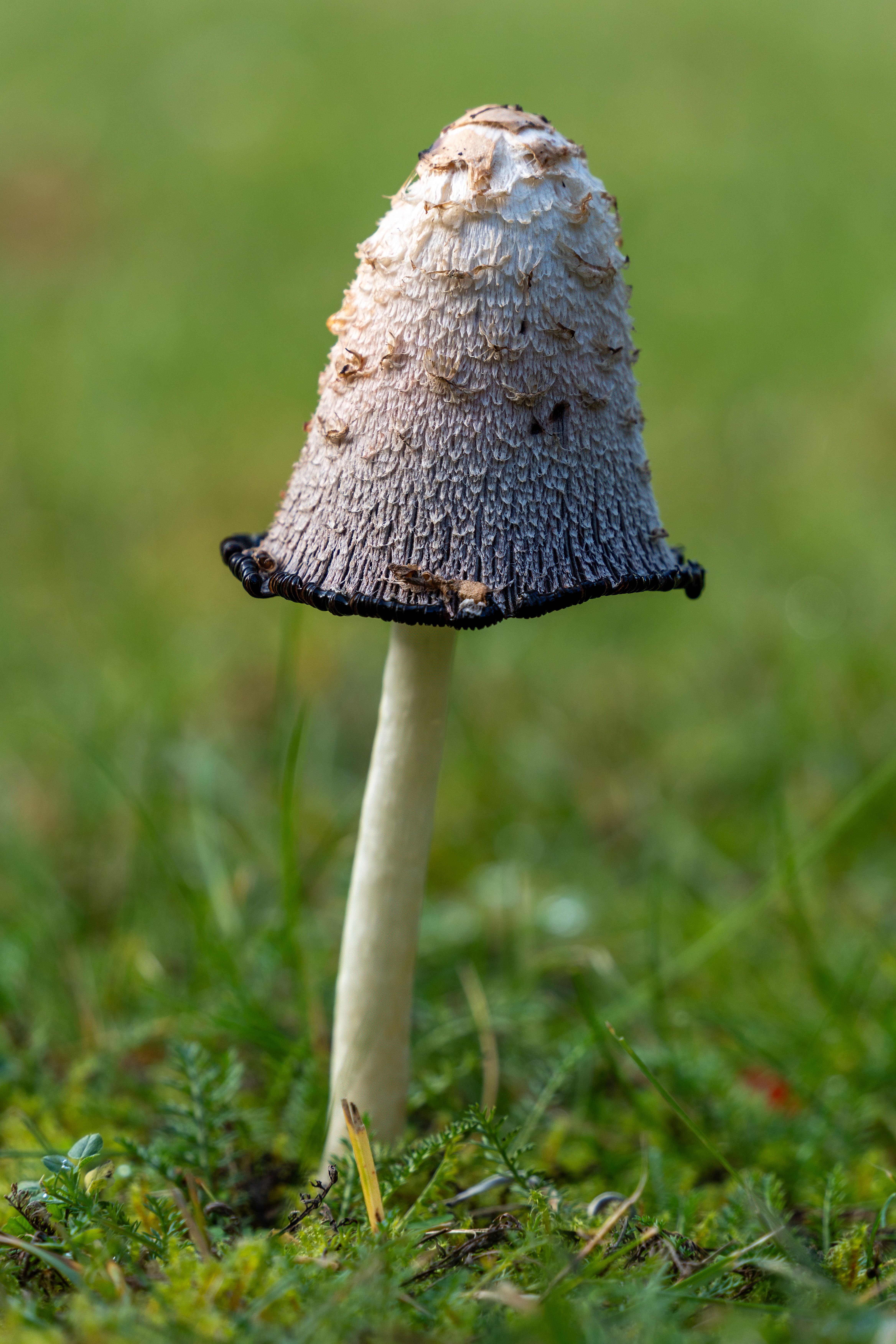 Close-Up of a Shaggy Ink Cap Mushroom in Meadow · Free Stock Photo