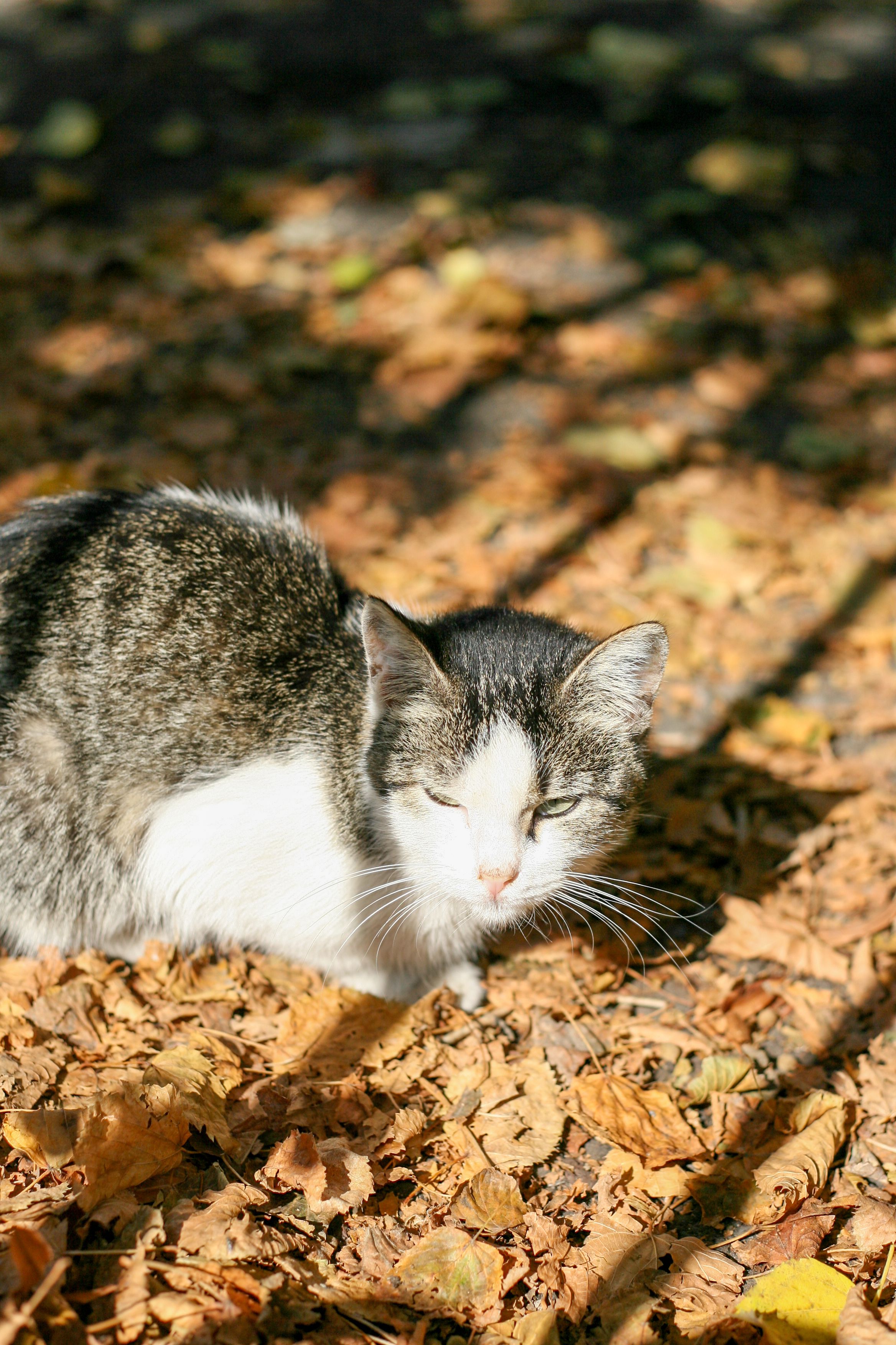 Smurf Cat Photos, Download The BEST Free Smurf Cat Stock Photos & HD Images