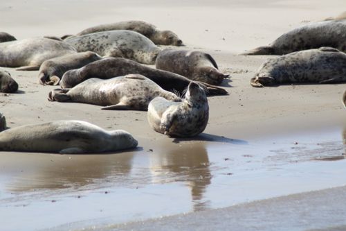 Free Seals lounging on a sandy beach in Friesland, Netherlands. Stock Photo