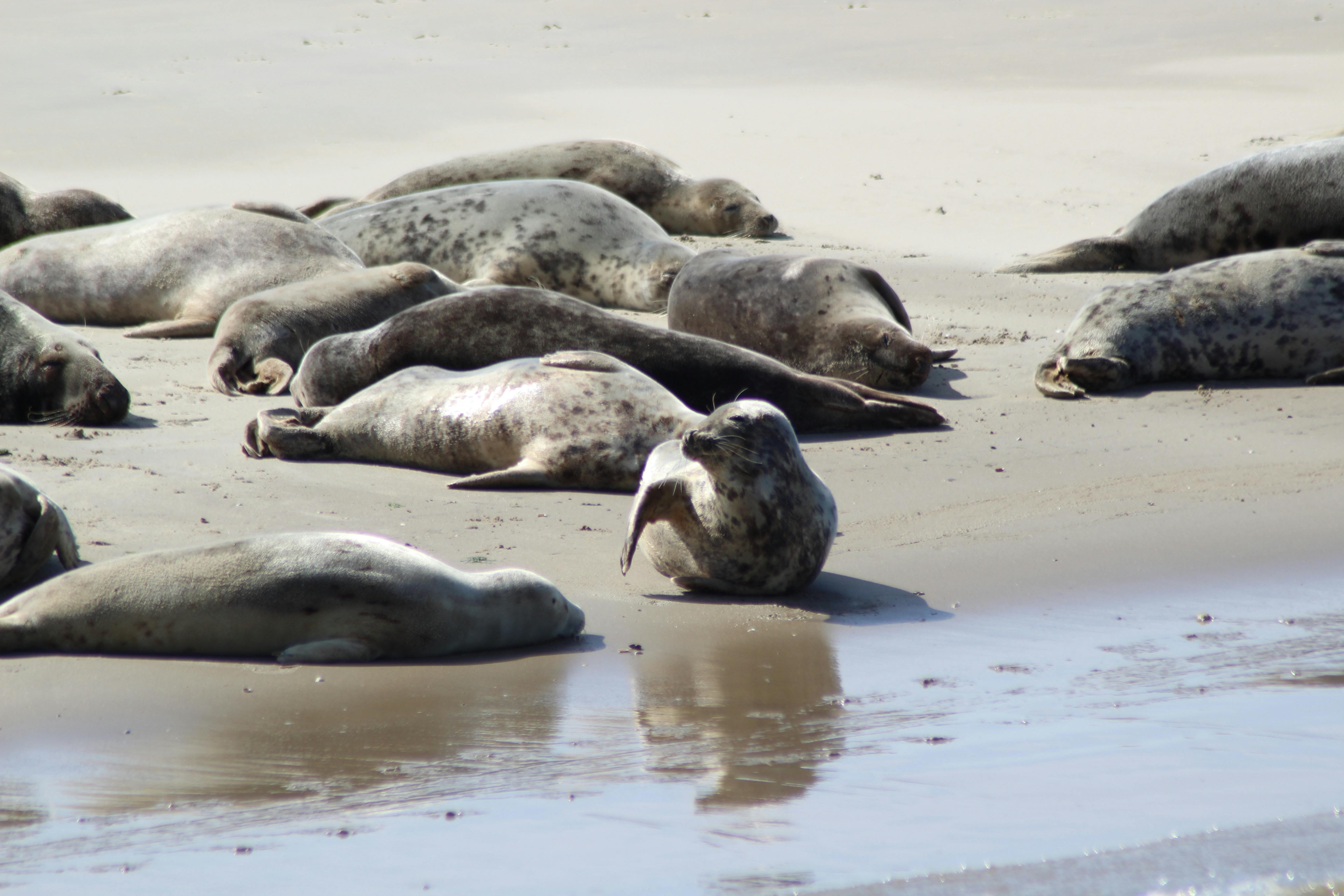 A group of seals basking on a sandy beach in Friesland, Netherlands, showcasing natural seal behavior.