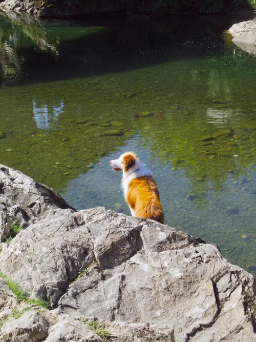 Free stock photo of bridge, dog, river Stock Photo