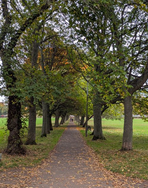 Free A tranquil walkway surrounded by lush trees in a Scottish park, showcasing nature's beauty. Stock Photo