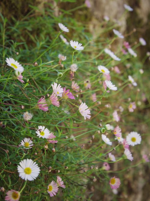 Free stock photo of daisy flowers, flower meadow, flowers Stock Photo