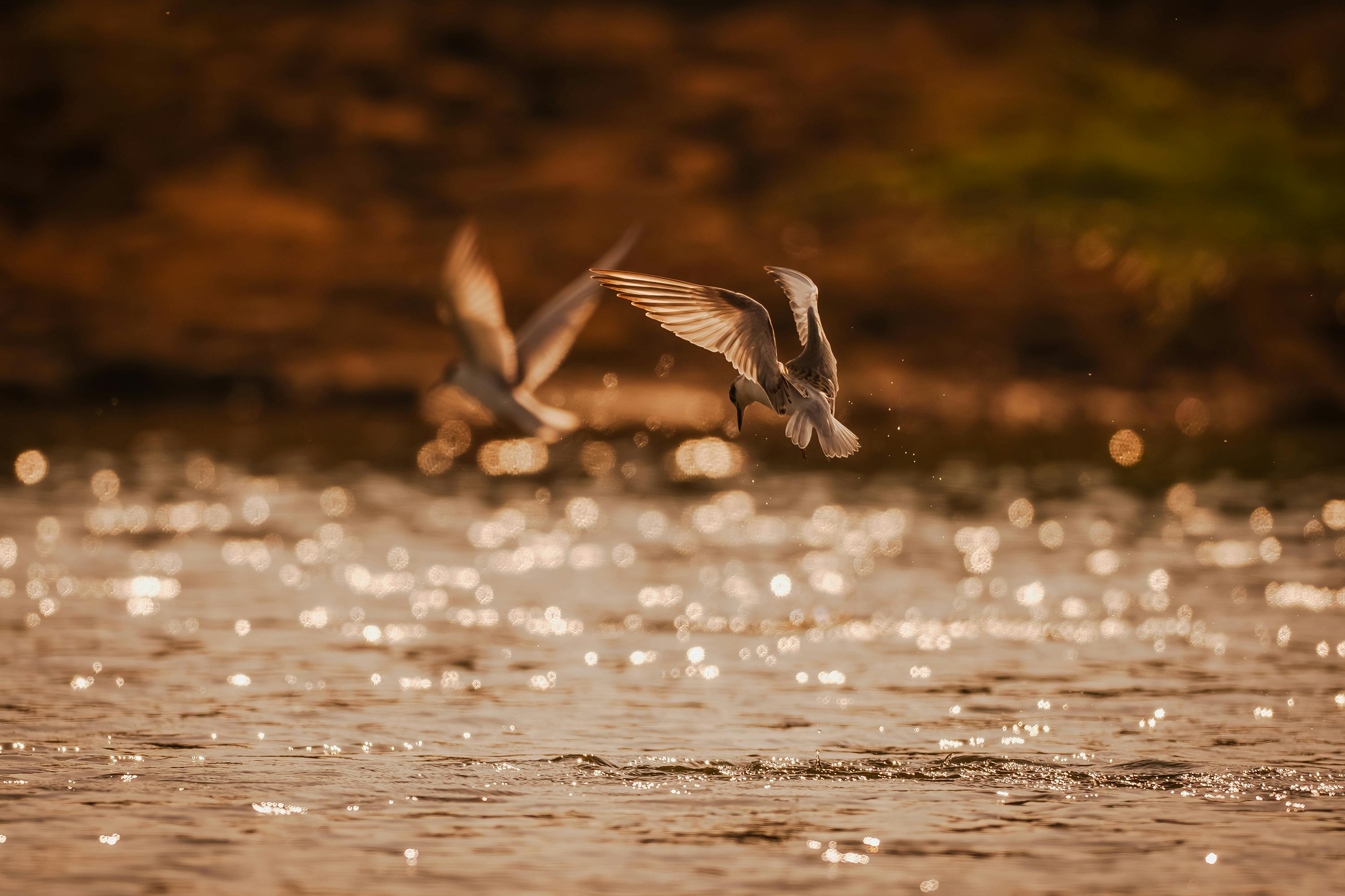 政治：共軍大規模清洗！9名上將遭開除黨籍軍籍並法辦