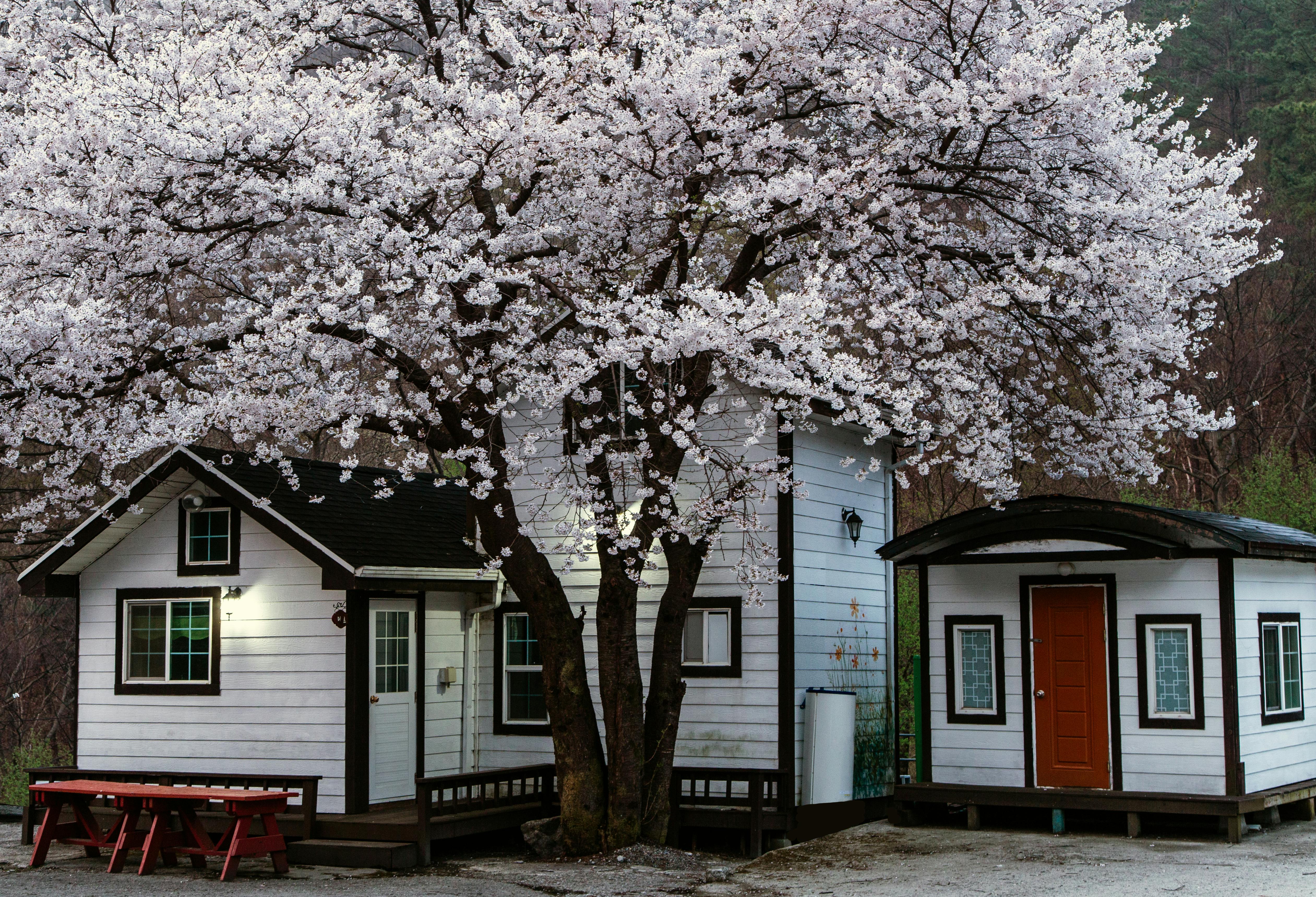 A picturesque wooden cottage amidst blooming cherry blossoms in springtime outdoors.