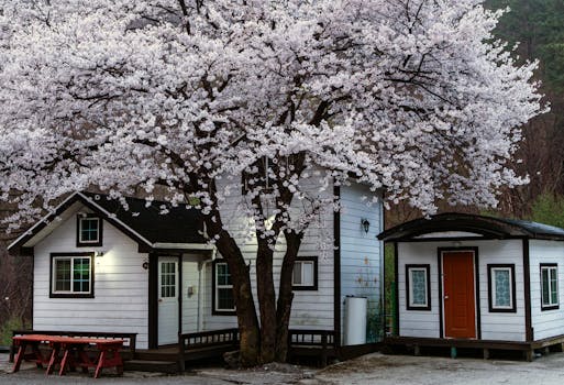 A picturesque wooden cottage amidst blooming cherry blossoms in springtime outdoors.