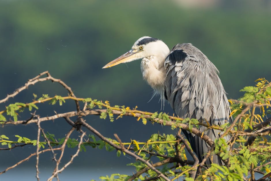 migrar site WordPress sem downtime