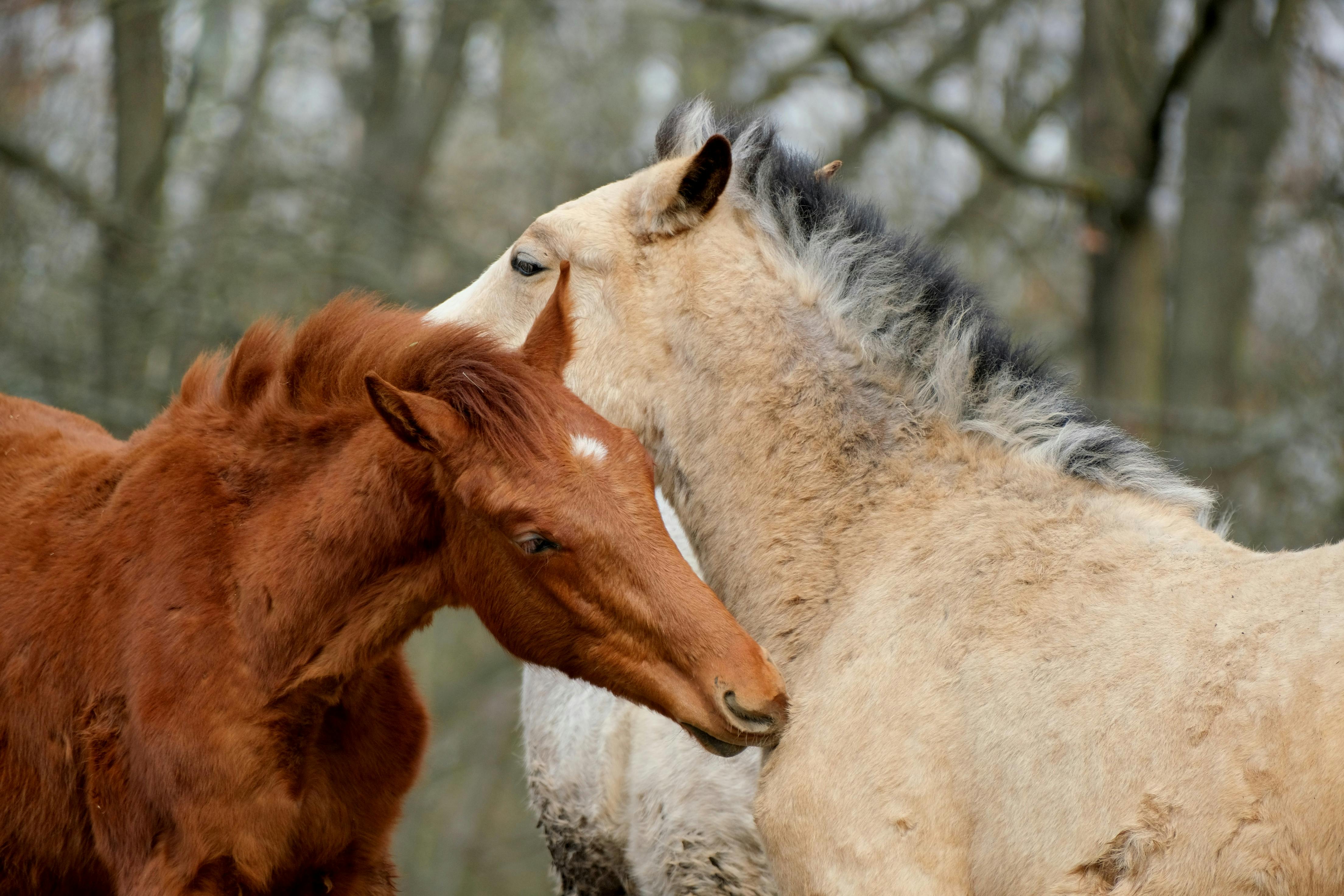 東華附小舉辦「相見歡」活動 深化國際學伴友誼