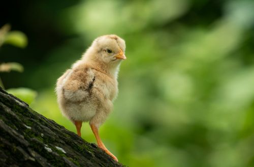 Free Fluffy yellow baby chick exploring outdoors in lush green surroundings. Stock Photo