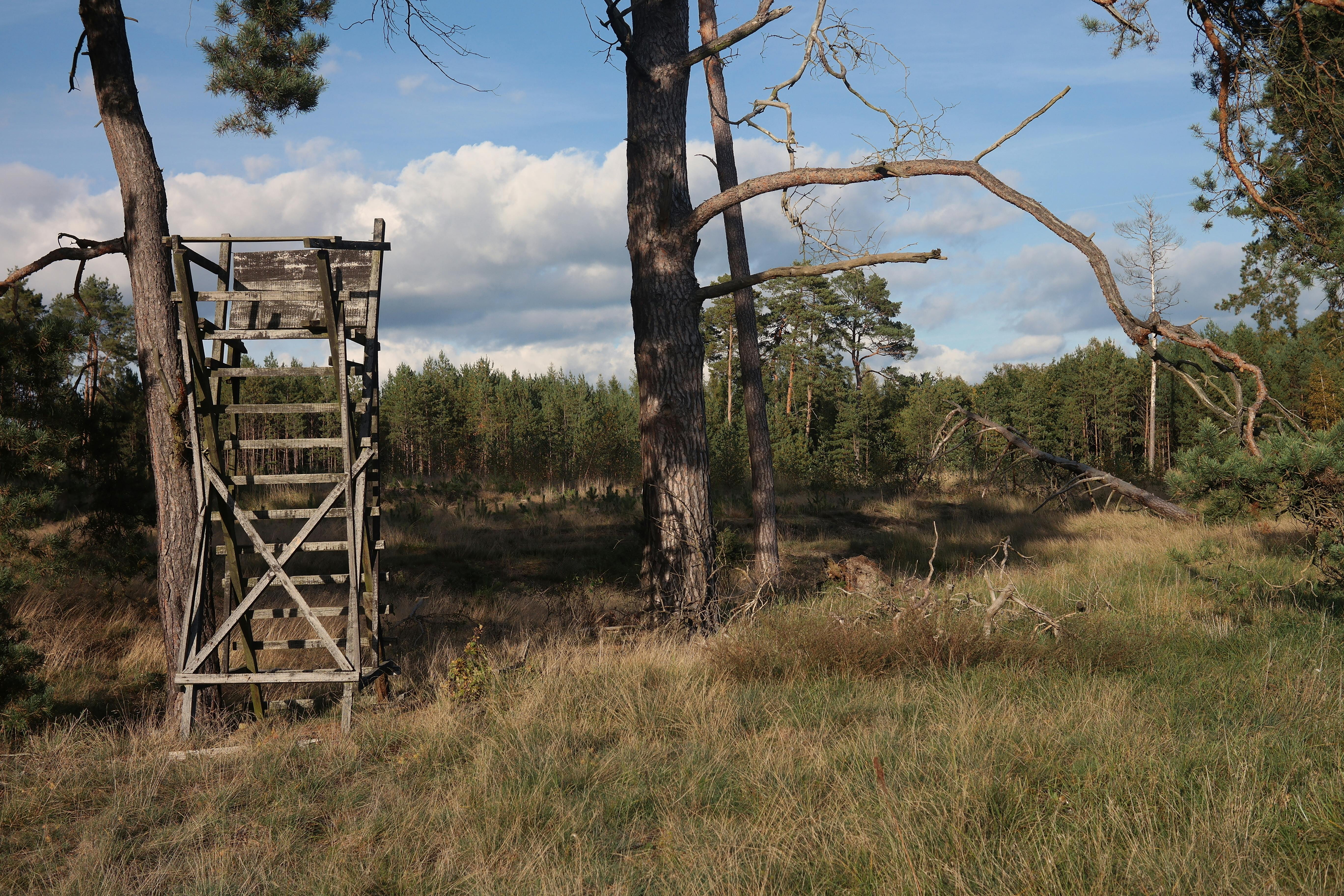 A rustic wooden hunting stand amidst a sunlit forest landscape, featuring tall trees and a clear sky.
