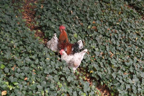 Free Three chickens explore vibrant green ivy, showcasing free-range lifestyle outdoors. Stock Photo