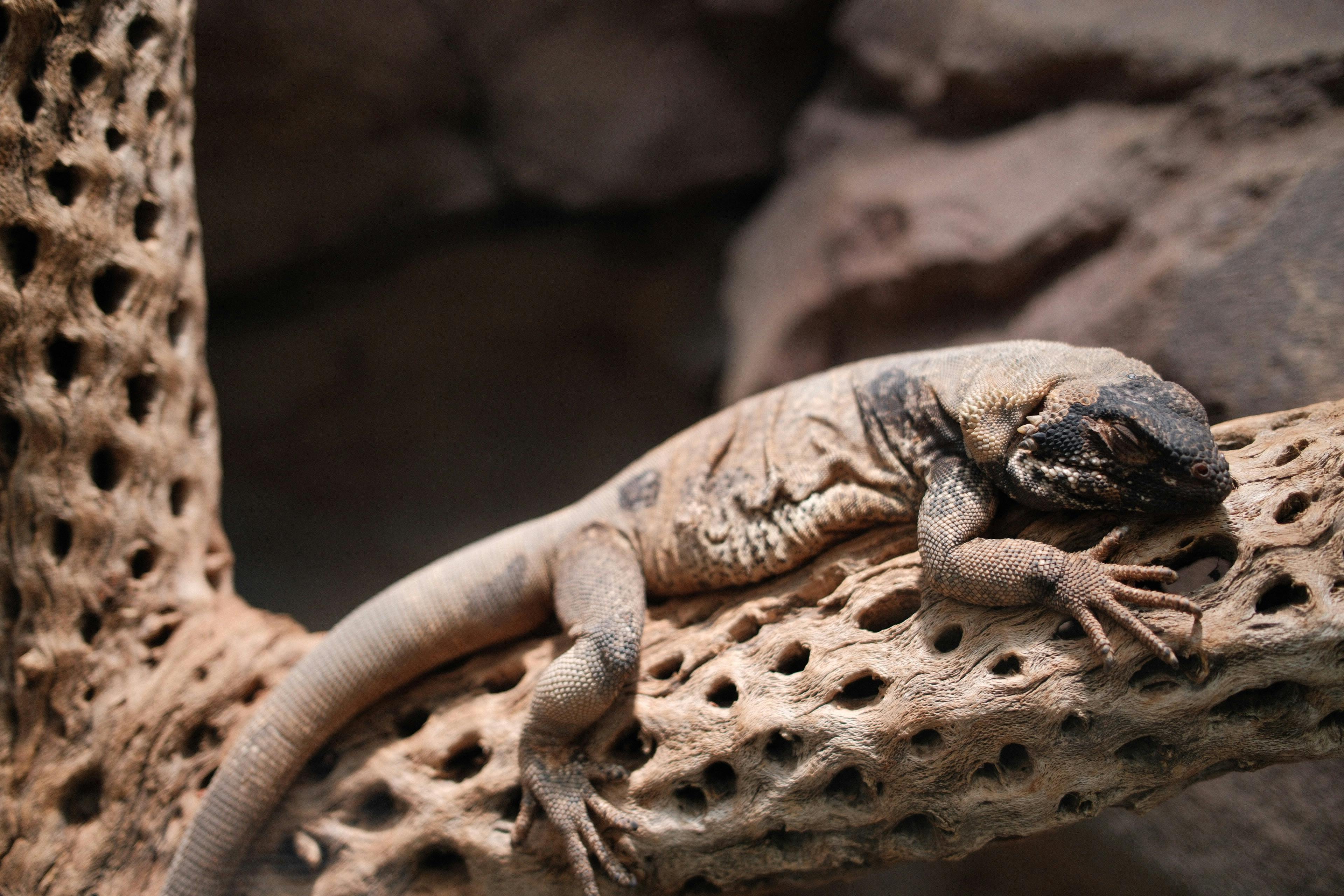 curiosidades sobre repteis