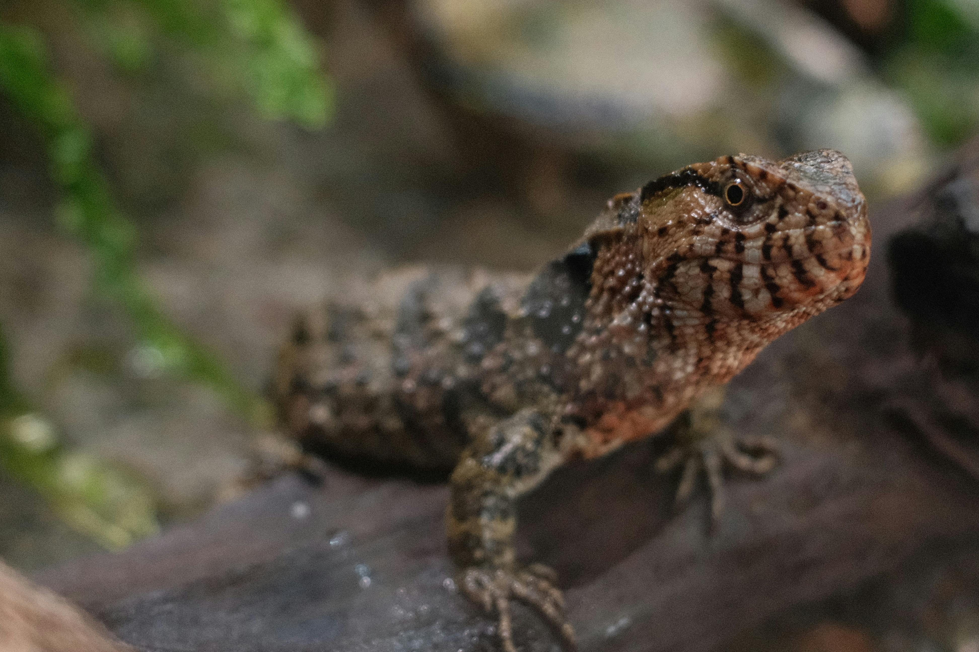 Boobies++No+Blur Photos, Download The BEST Free Boobies++No+Blur Stock ...