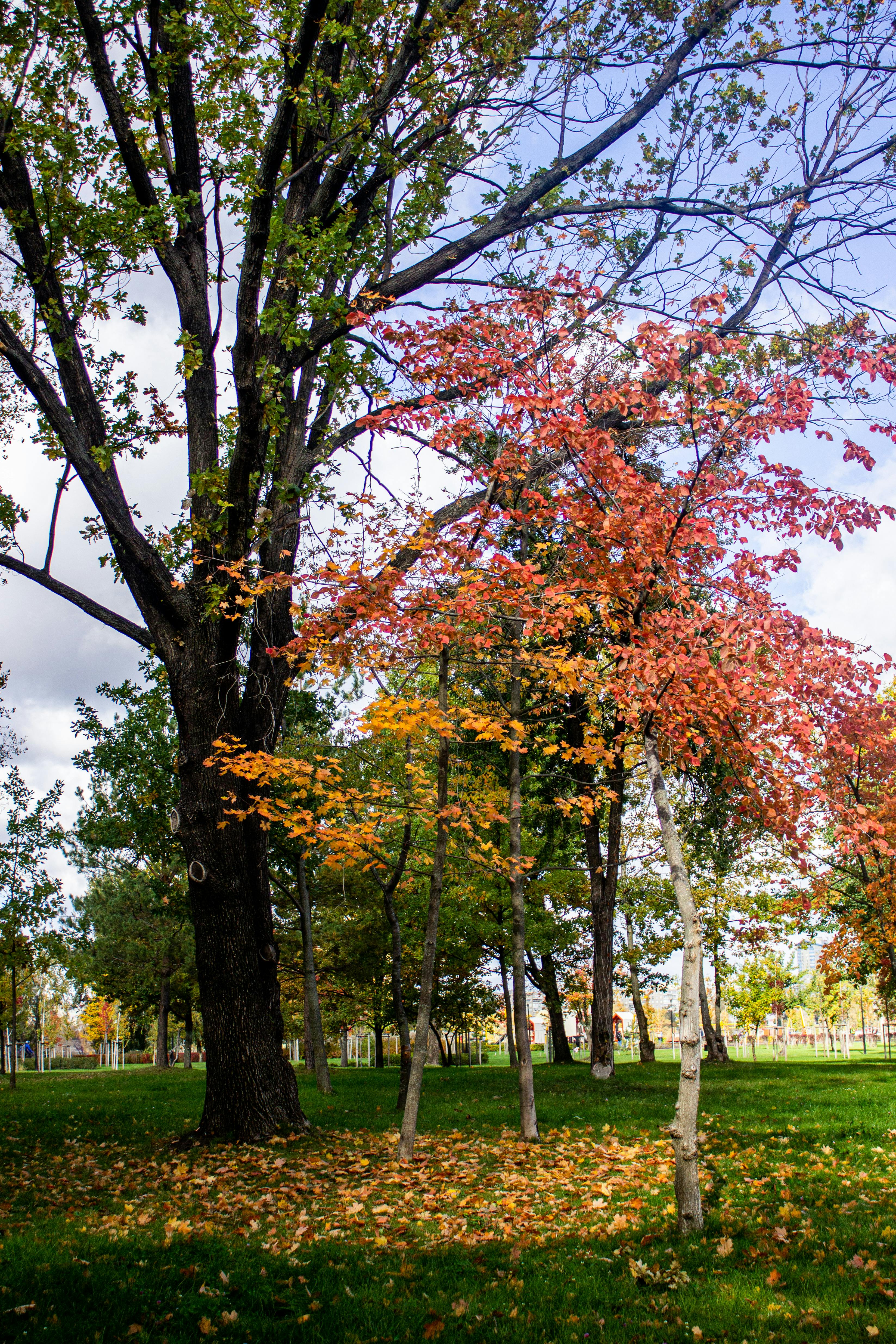 Gratis Vivaci foglie autunnali in un parco soleggiato, con colori arancioni, rossi e verdi. Foto a disposizione