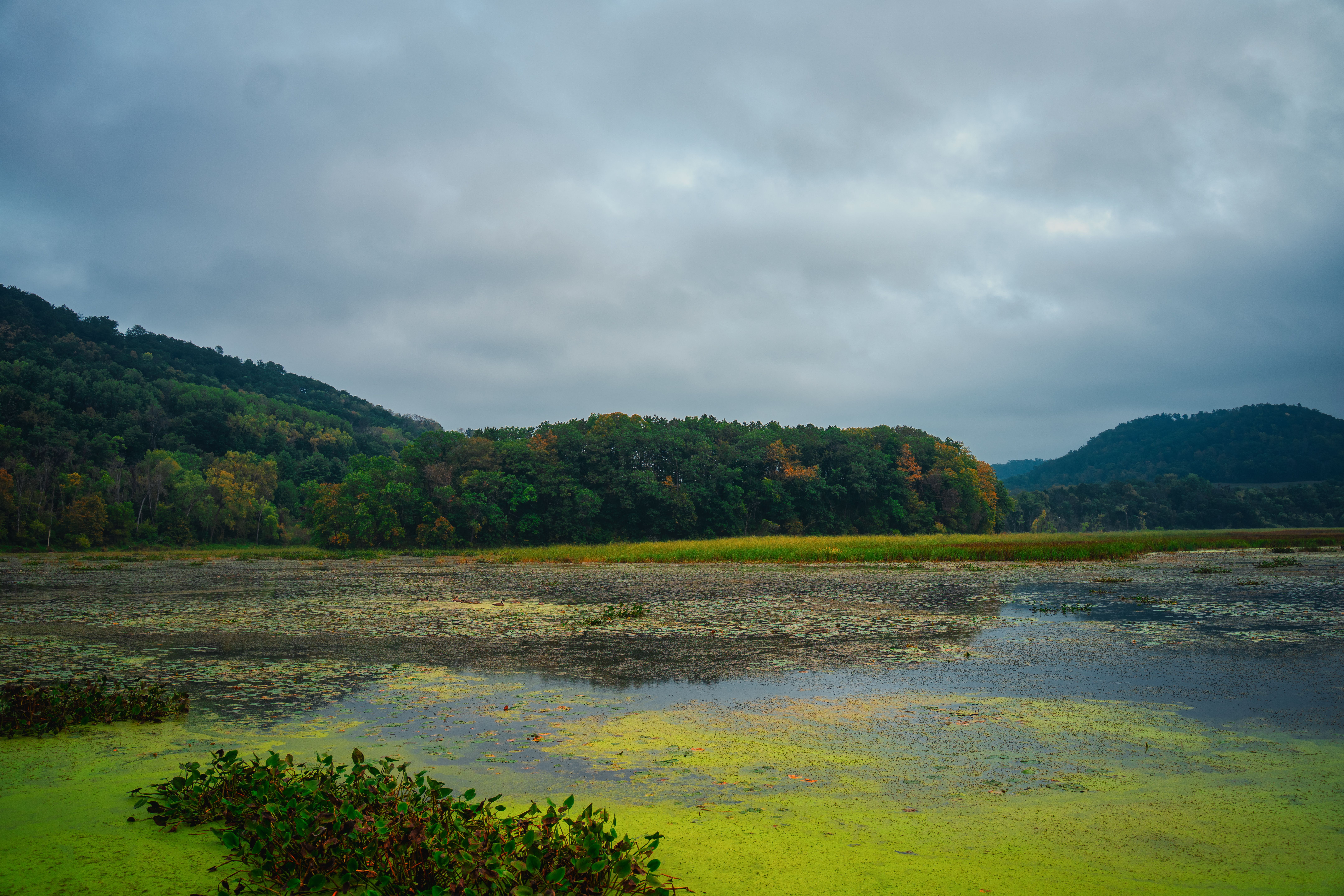 Beautiful autumn view of Alma, Wisconsin wetlands, showcasing lush greenery and serene water reflections.