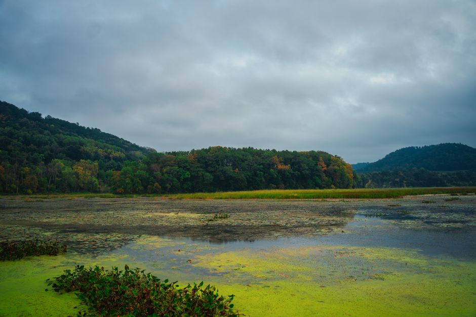 Beautiful autumn view of Alma, Wisconsin wetlands, showcasing lush greenery and serene water reflections.