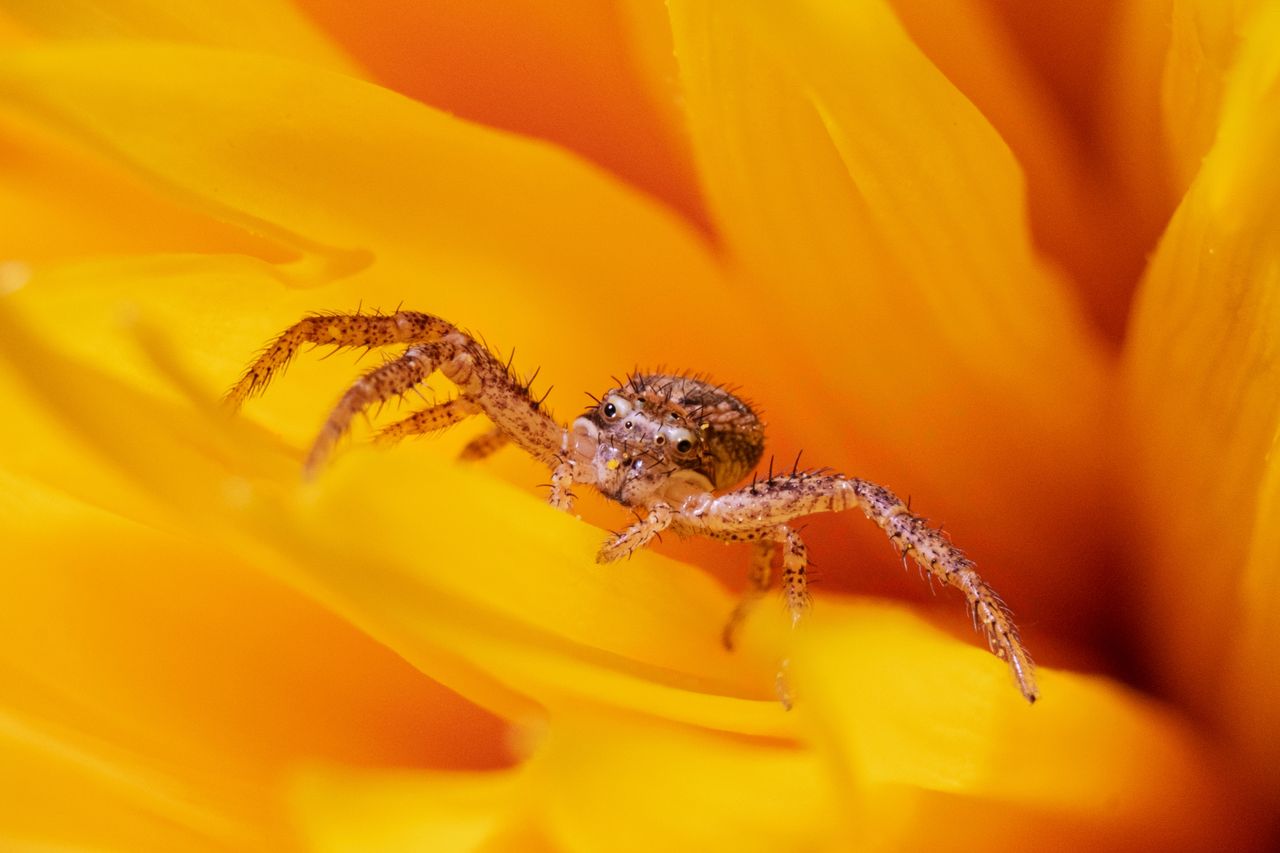 detailed macro shot of a spider perched on a yellow flower petal