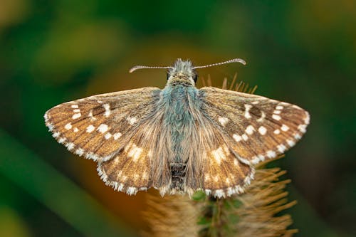 Brown and Blue Butterfly Perched on Green Plant