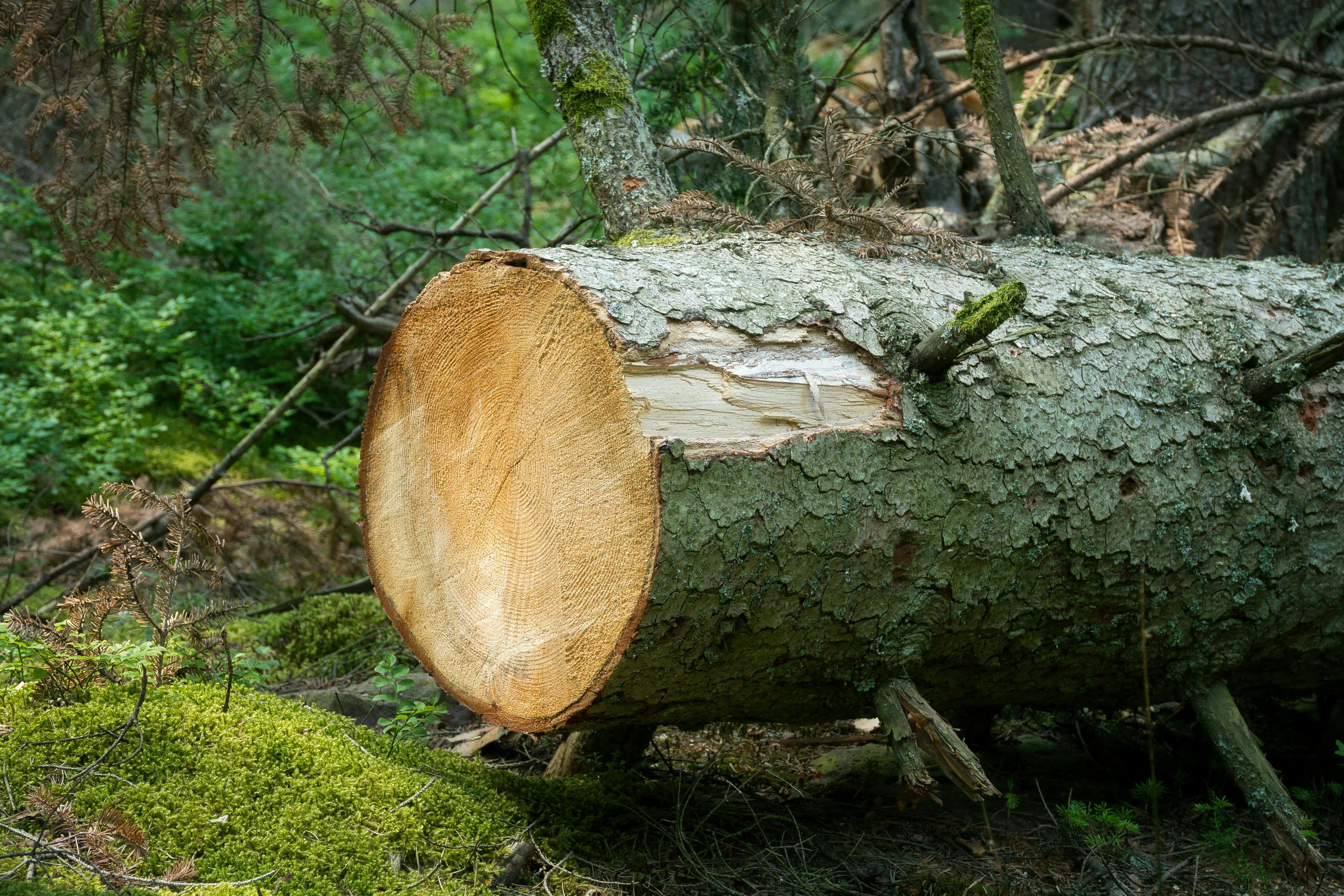 2025 Open Green綠生活節邀您共創永續綠生活