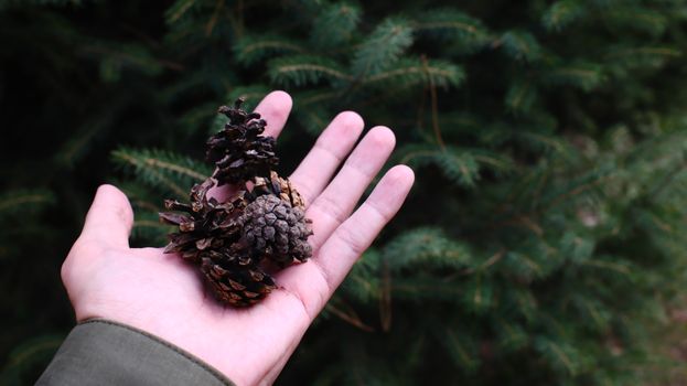 Close-up of a hand holding pine cones against a green forest background.