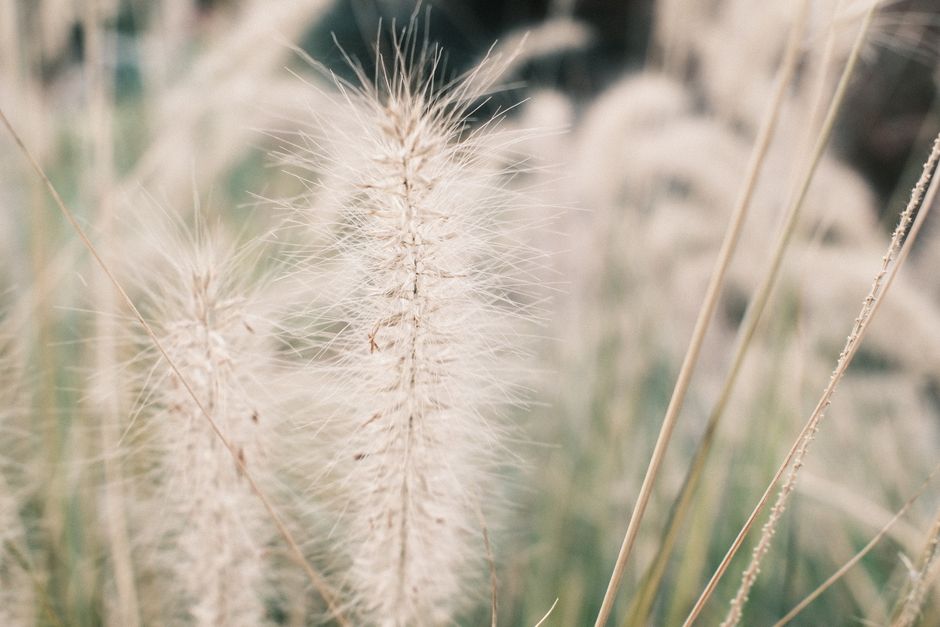 Best Time to Plant Grass Seed: Spring vs. Fall Guide