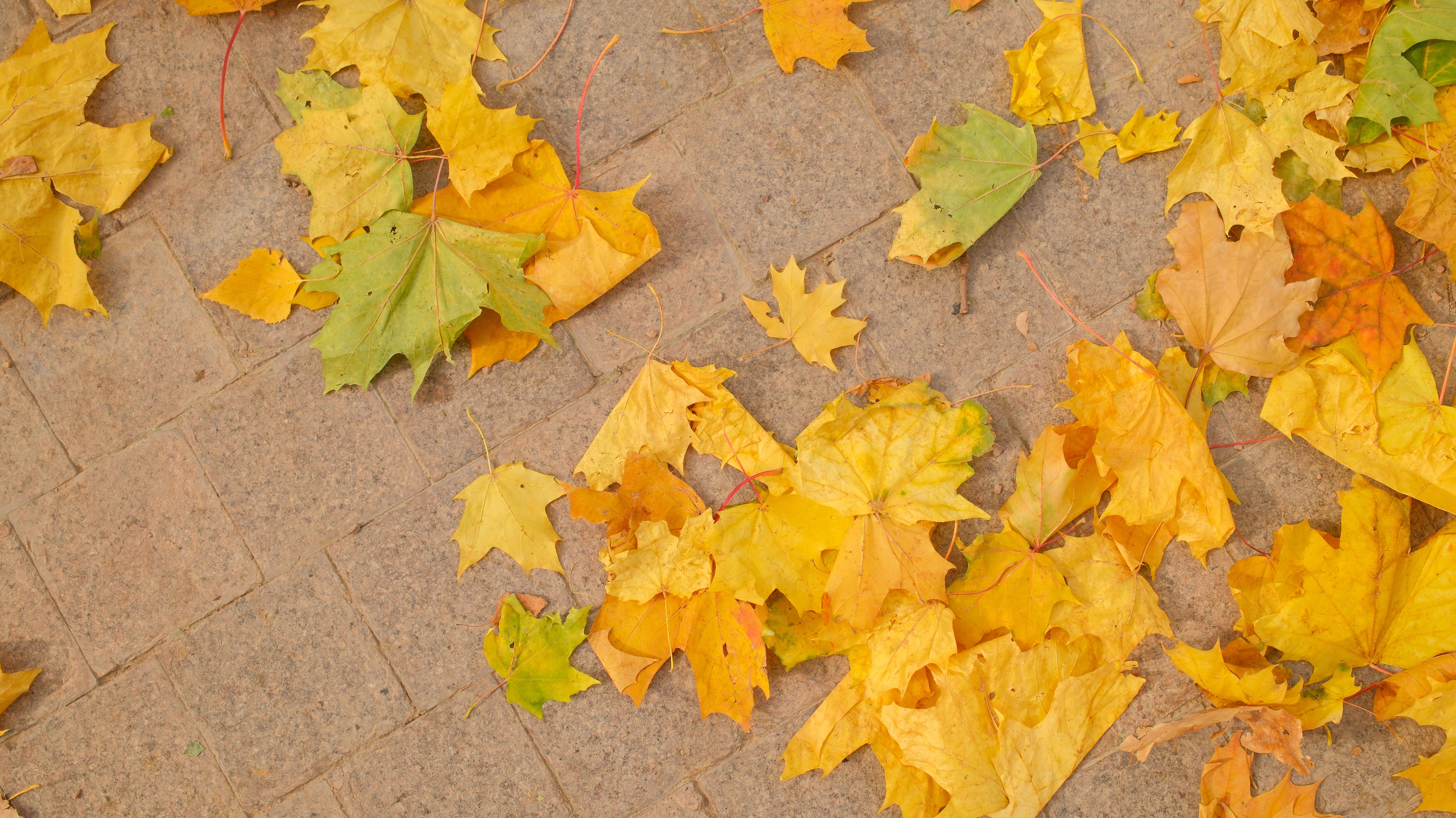 Bright yellow and green autumn leaves scattered on a brick path, evoking fall.. pexels, bright, yellow