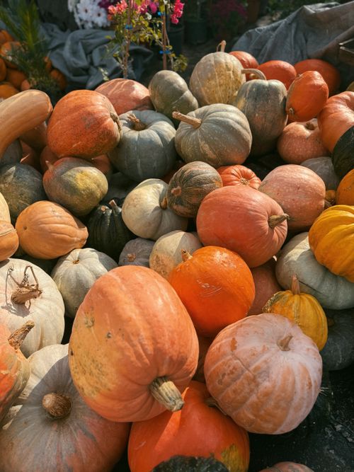 Free A vibrant collection of diverse pumpkins in warm sunlight, perfect for fall themes. Stock Photo