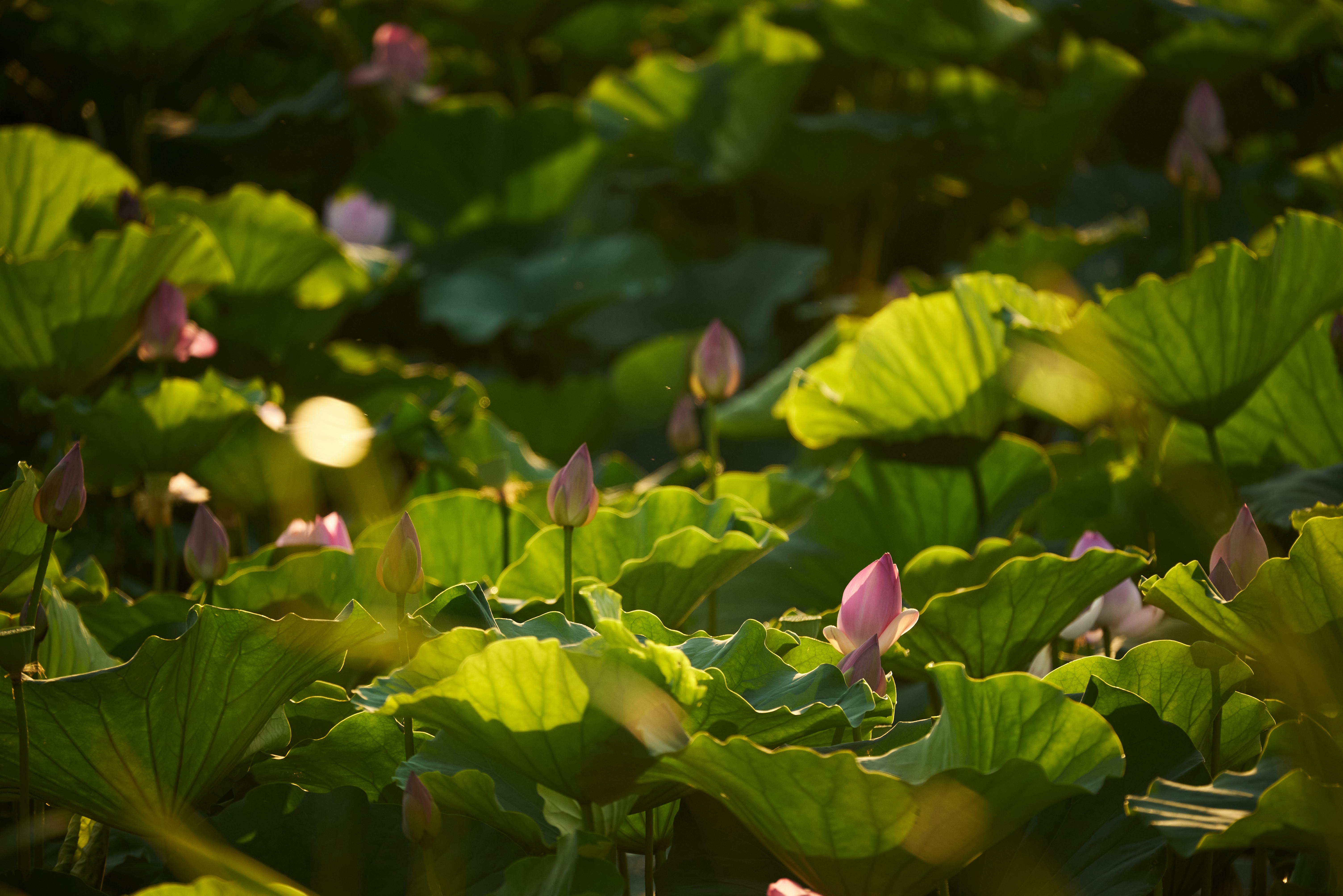 How to Boost Engagement and Achieve Organic Growth on Your Platform