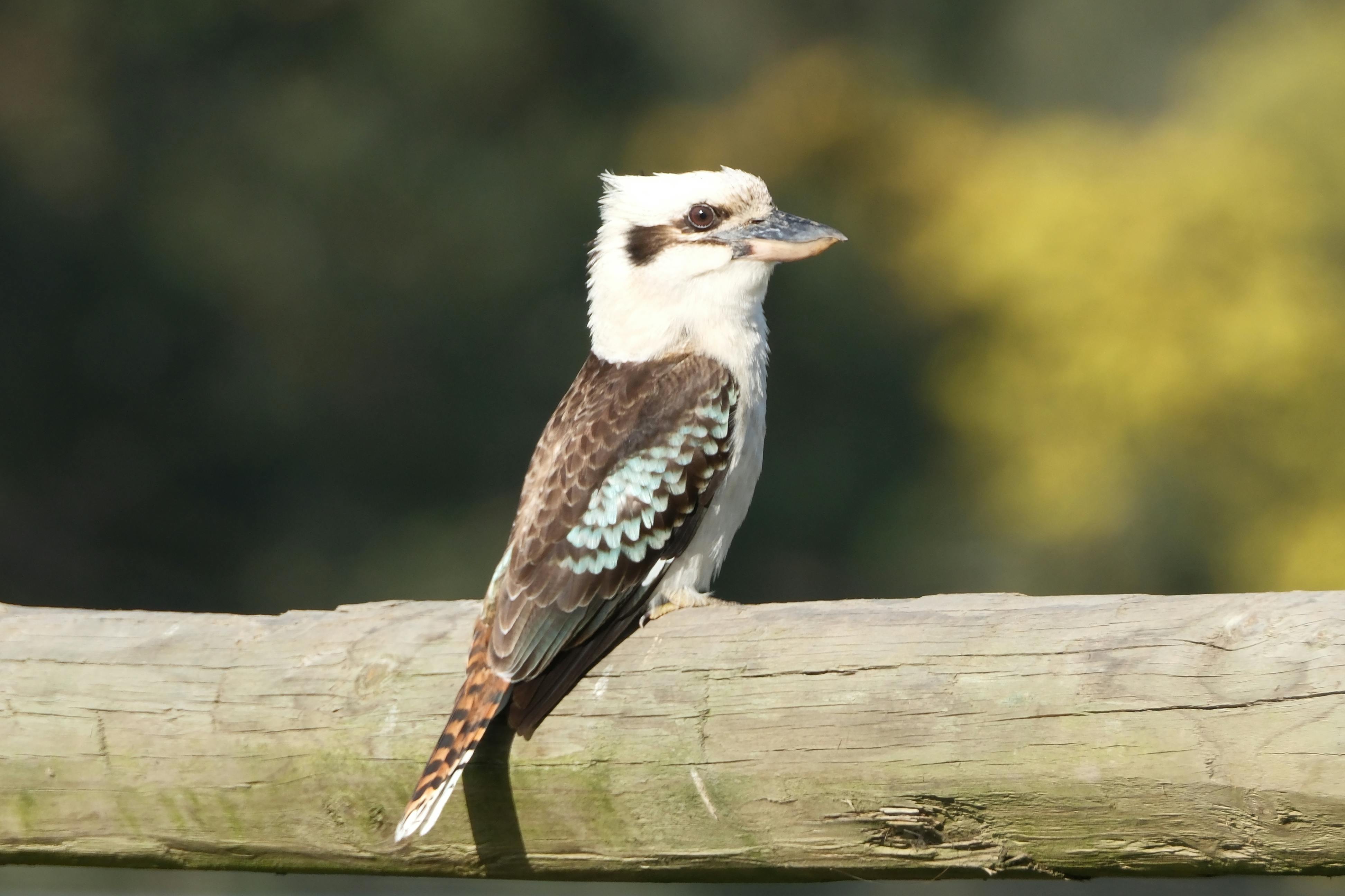 吉姆·克萊默談富國銀行股票 投資者不可忽視的財經觀點